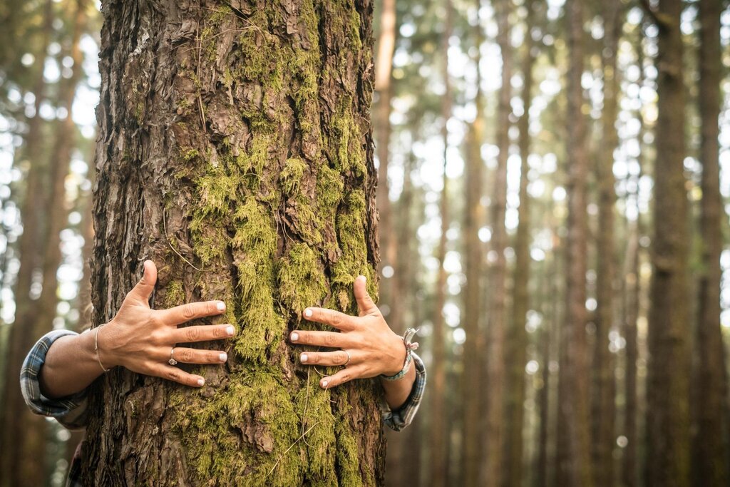 Forest Bathing Forest Bathing